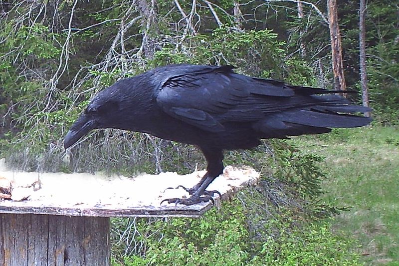 Raven_052611_1652hrs.jpg - Common Raven (Corvus corax)